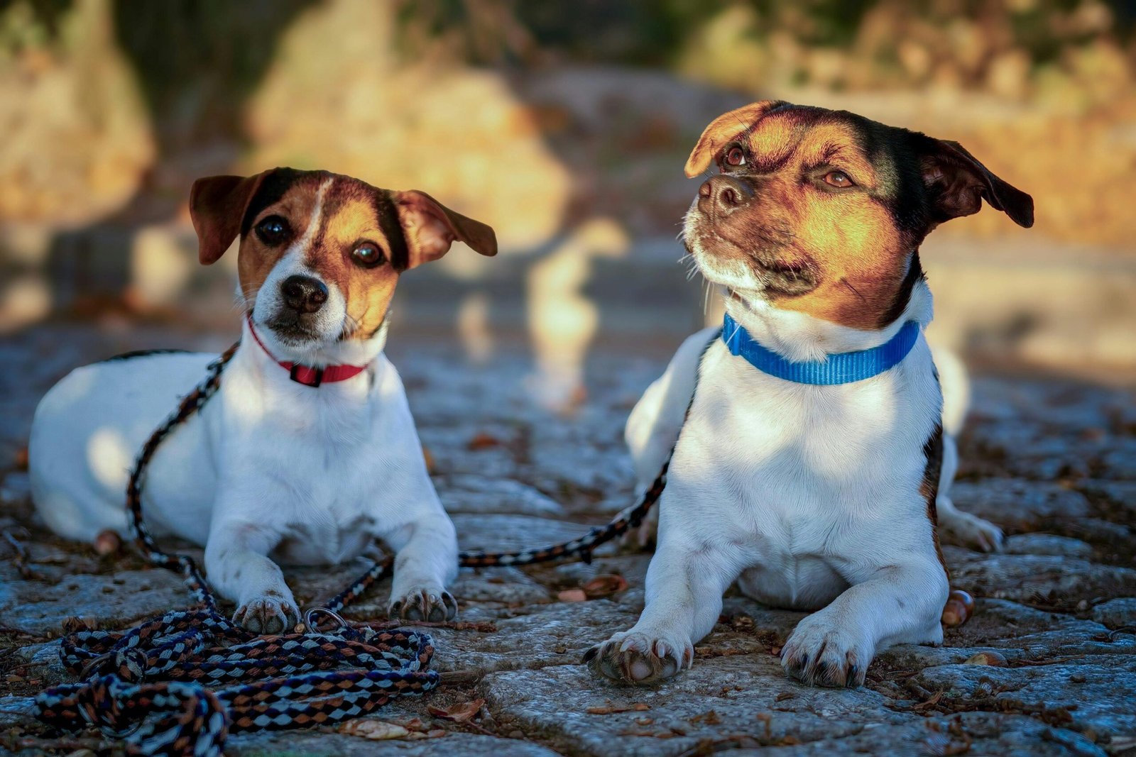 Two Jack Russell Terriers lying on a stone path, leashed and alert.